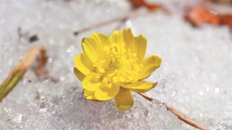 冰凌花绽蕾迎春来